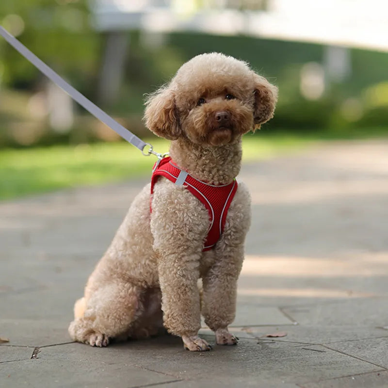 Dog Harness Leash for Small Dogs