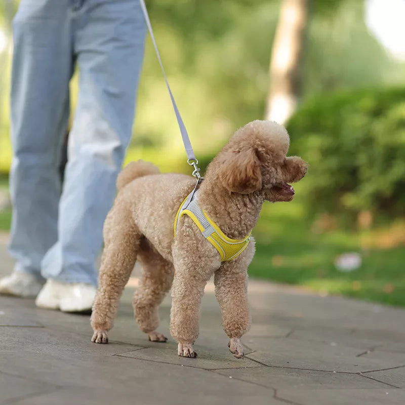 Dog Harness Leash for Small Dogs