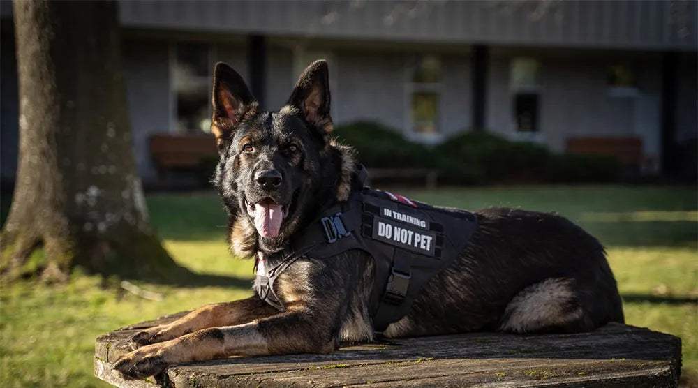 Dog Harness