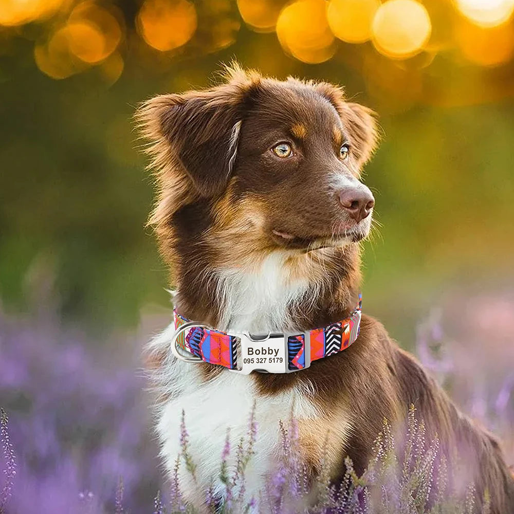 Custom Dog Collar